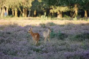 Aria 03 Bussemerheide